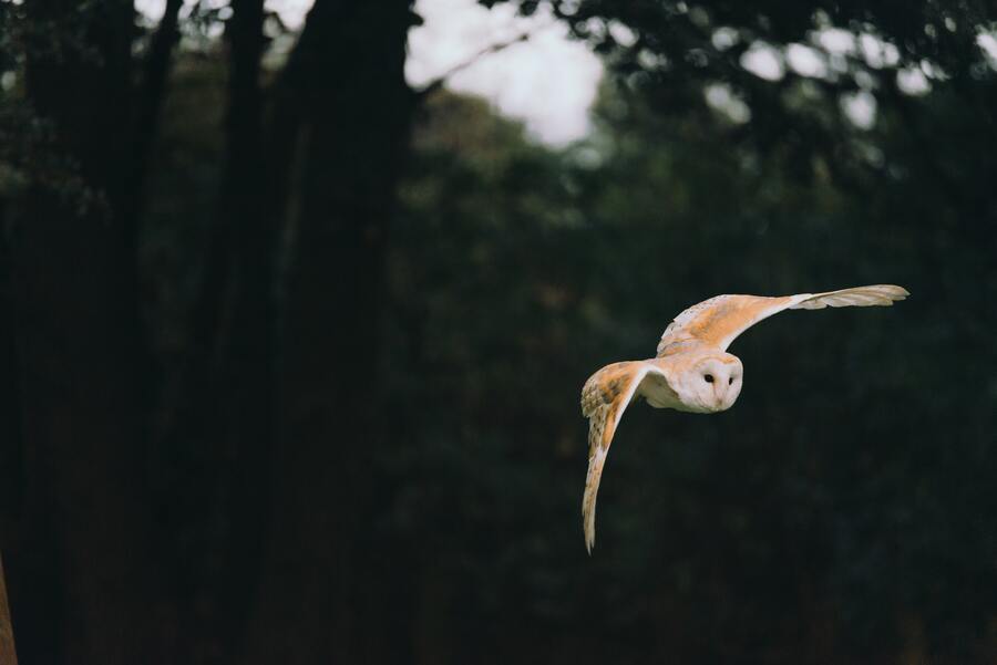 Voir un hibou la nuit Signification spirituelle : c'est bon ou mauvais