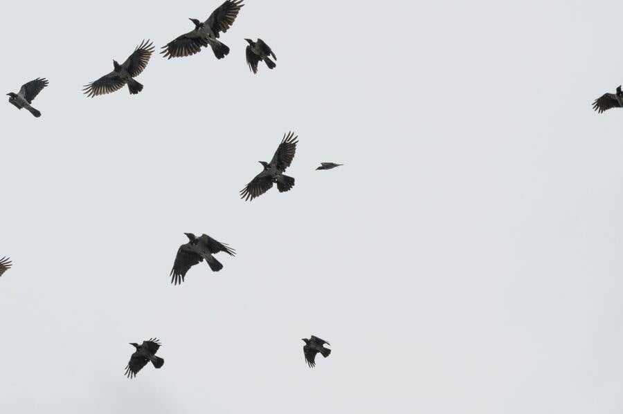 Corbeaux volant en grand nombre