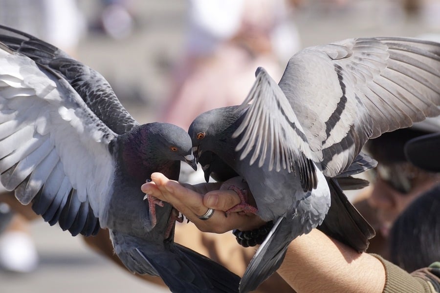 Paire de colombes grises