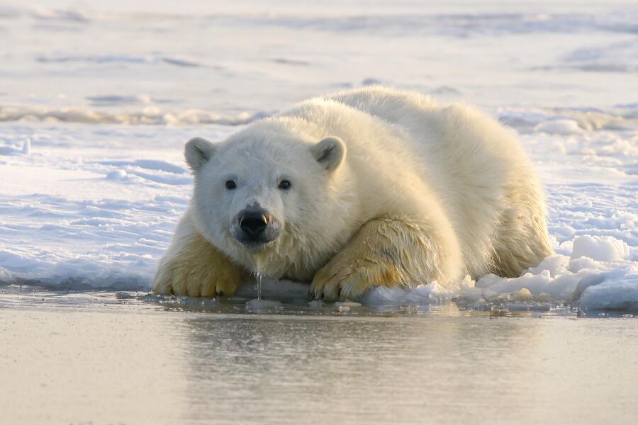Symbolisme de l'ours polaire