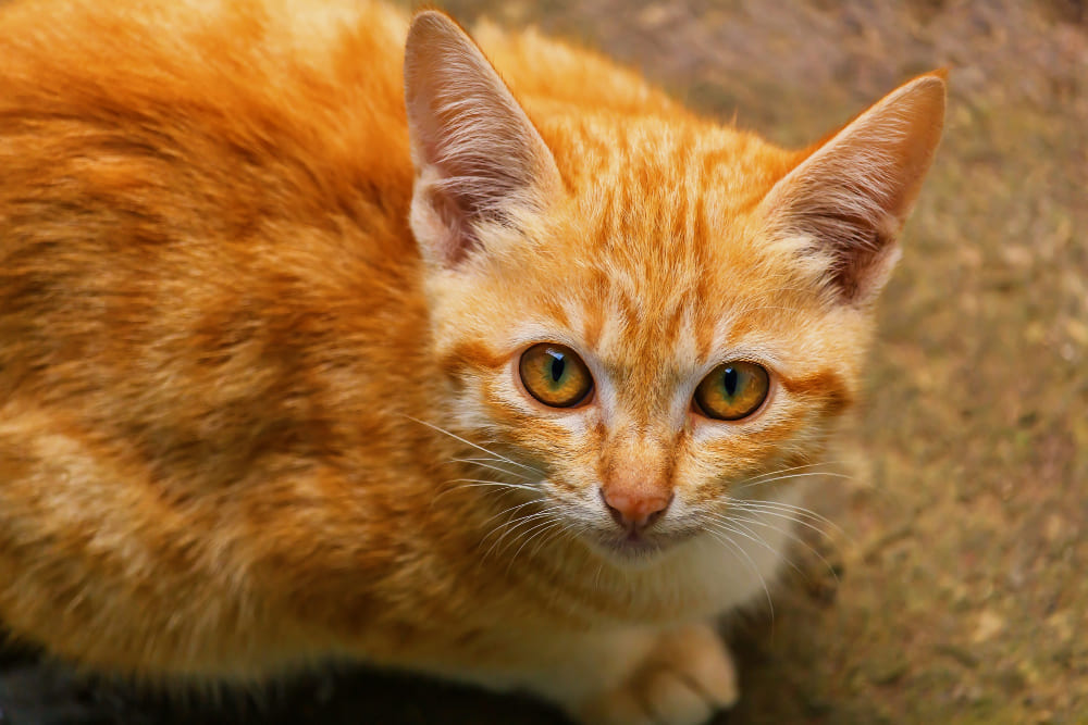 7 significations spirituelles d'un chat qui vous regarde : était-il