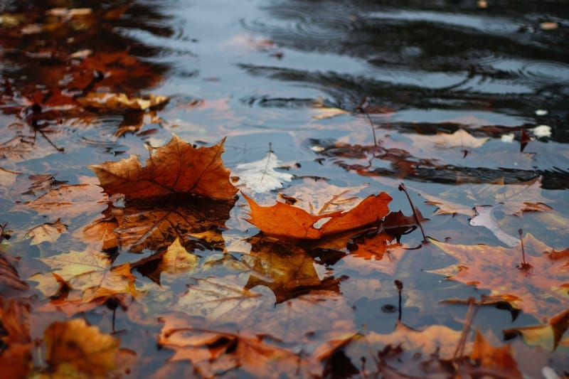 Pluie et bonne chance