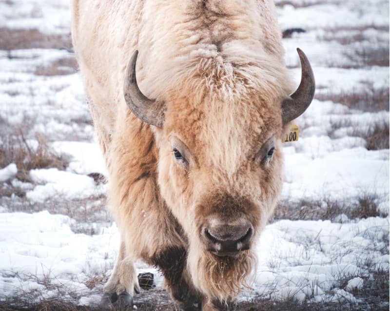 11 significations du buffle blanc : symbolisme amérindien