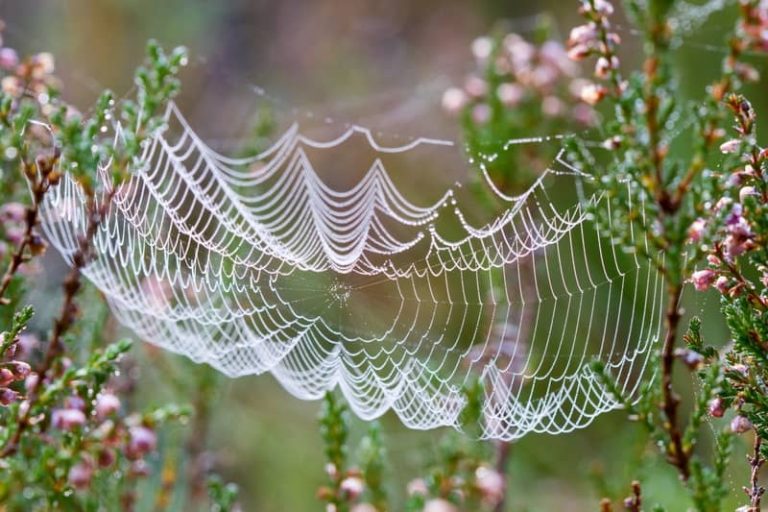 9 Signification spirituelle de la toile d'araignée marcher dans une — free download