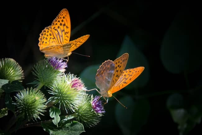 Papillon brun et orange dans le monde spirituel