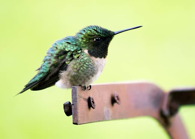 Qu'est-ce que cela signifie lorsqu'un colibri vous rend visite